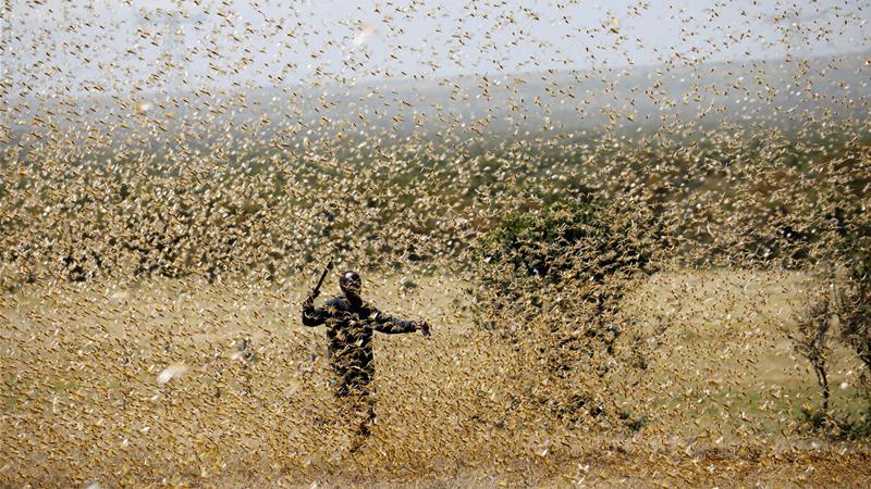 A man in a field under attack from locust