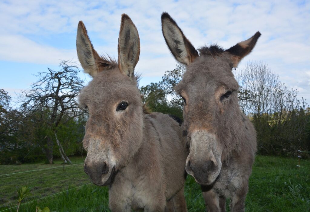 An image of 2 donkeys
