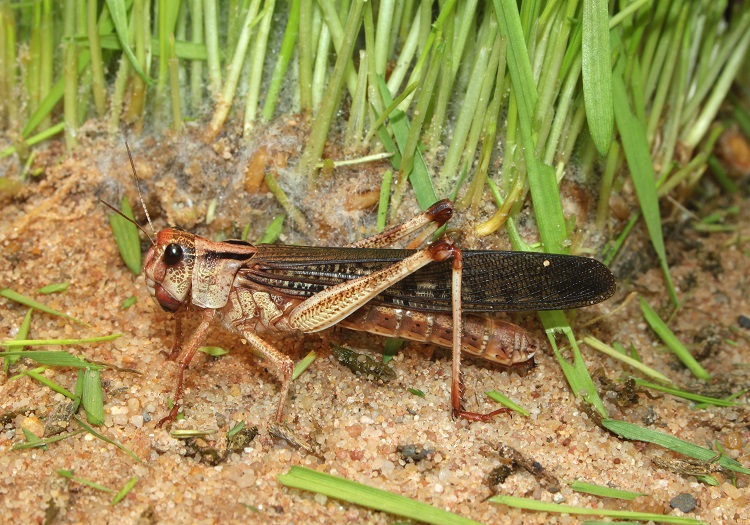 An image of locust