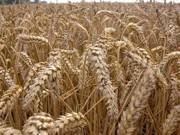 Government to import another 200,000 tonnes of wheat