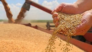 World’s Largest Wheat Consuming Countries in 2025