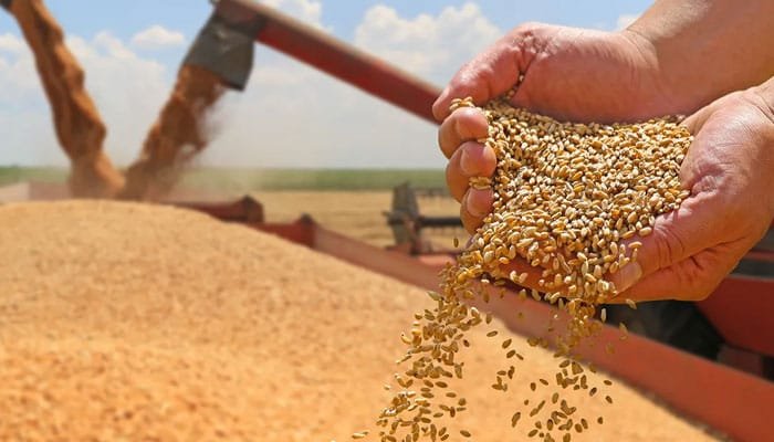World’s Largest Wheat Consuming Countries in 2025
