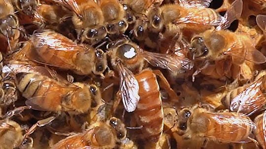 Secret Life of Bees: How a Hive Thinks, Talks, Works, and Survives