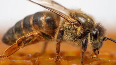 Secret Life of Bees: How a Hive Thinks, Talks, Works, and Survives